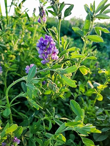 planting bachelor button seeds Tall Mix