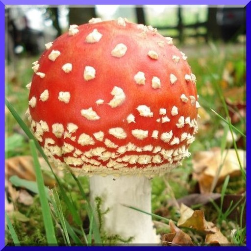 Nature And Mushrooms Puzzle