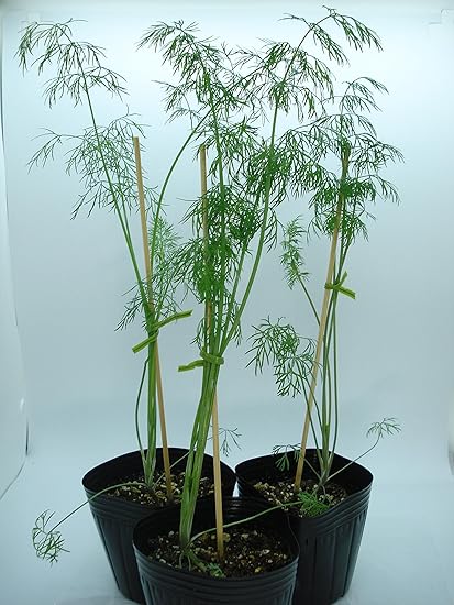 Amazon ハーブ ディル イノンド の苗 3個セット 魚料理によく合うハーブです ハーブ