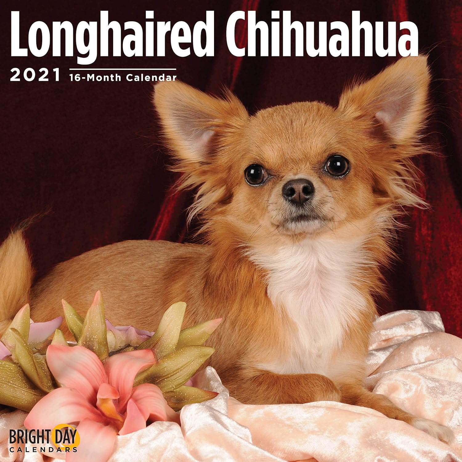 cute long haired chihuahua