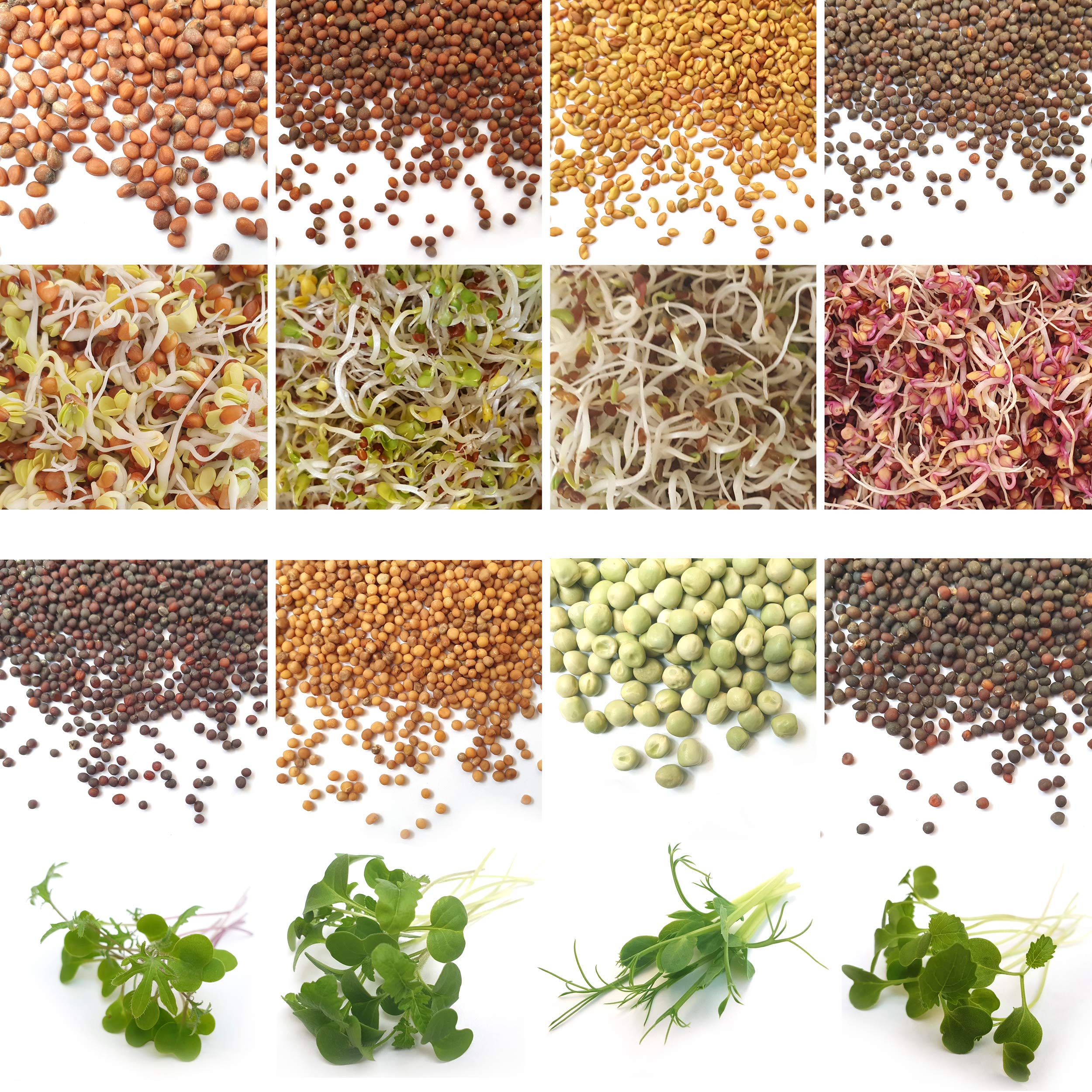 Verdant Republic Organic Sprouting Microgreen Seeds 8 Variety Starter Packs (295g) - Broccoli, Alfalfa, Red Cabbage, Pea, Cress, Kale, Radish | High Germination to Sprouts & Microgreens