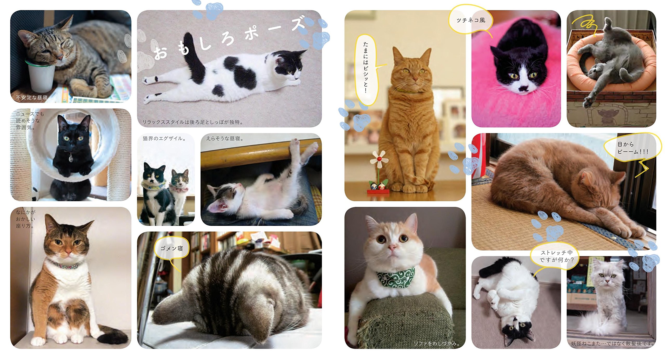 なごみ猫 Best Selection 最高に癒される飼い猫たちが大集合 本 通販 Amazon