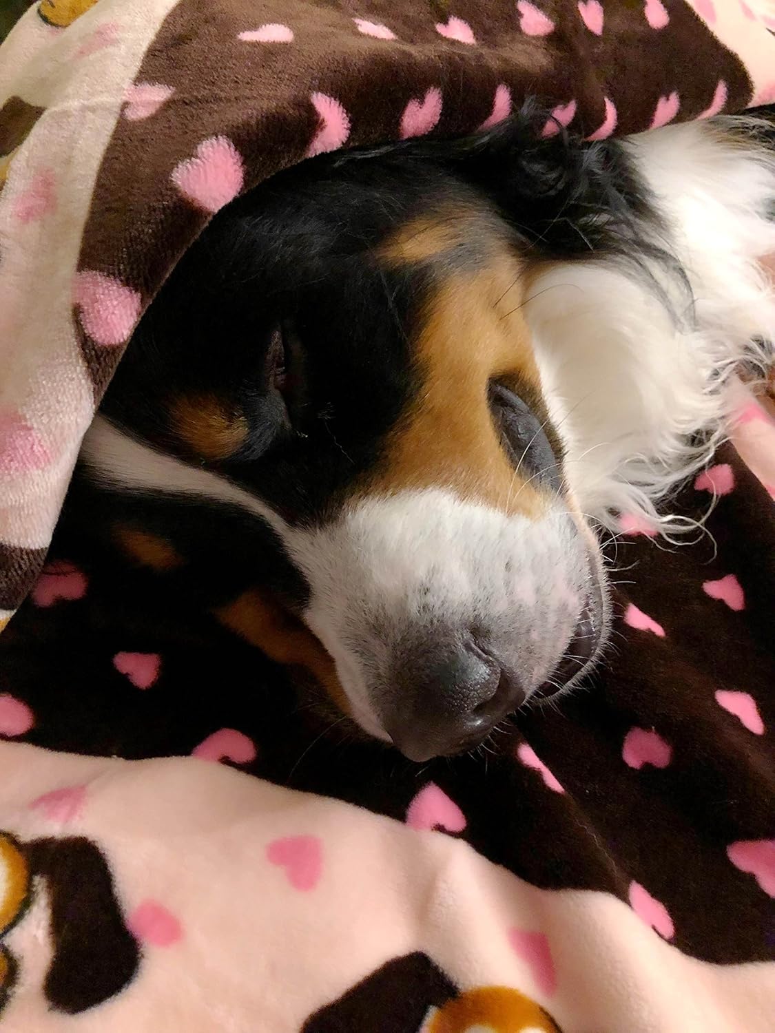 SmartPetLove Snuggle Puppy Blanket for Pets, Blue Pattern : Pet Bed Blankets : Pet Supplies