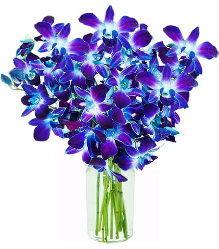 Amazon.com : eflowerwholesale - Premium Cut Blue Orchids (10 Amazon.com : eflowerwholesale - Premium Cut Blue Orchids (10