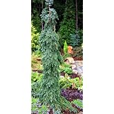 Bruns Pendula Weeping Serbian Spruce 2 - Year Live Plant