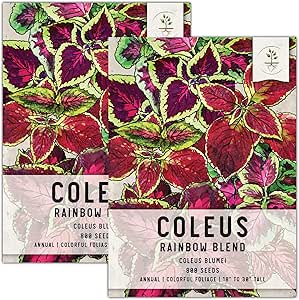 Amazon Com Seed Needs Rainbow Blend Coleus Seeds For Planting Coleus Blumei Twin Pack Of 800 Seeds Each Heirloom Open Pollinated Patio Lawn Garden Amazon Com Seed Needs Rainbow Blend Coleus Seeds For Planting Coleus Blumei Twin Pack Of 800 Seeds Each Heirloom Open Pollinated Patio Lawn Garden