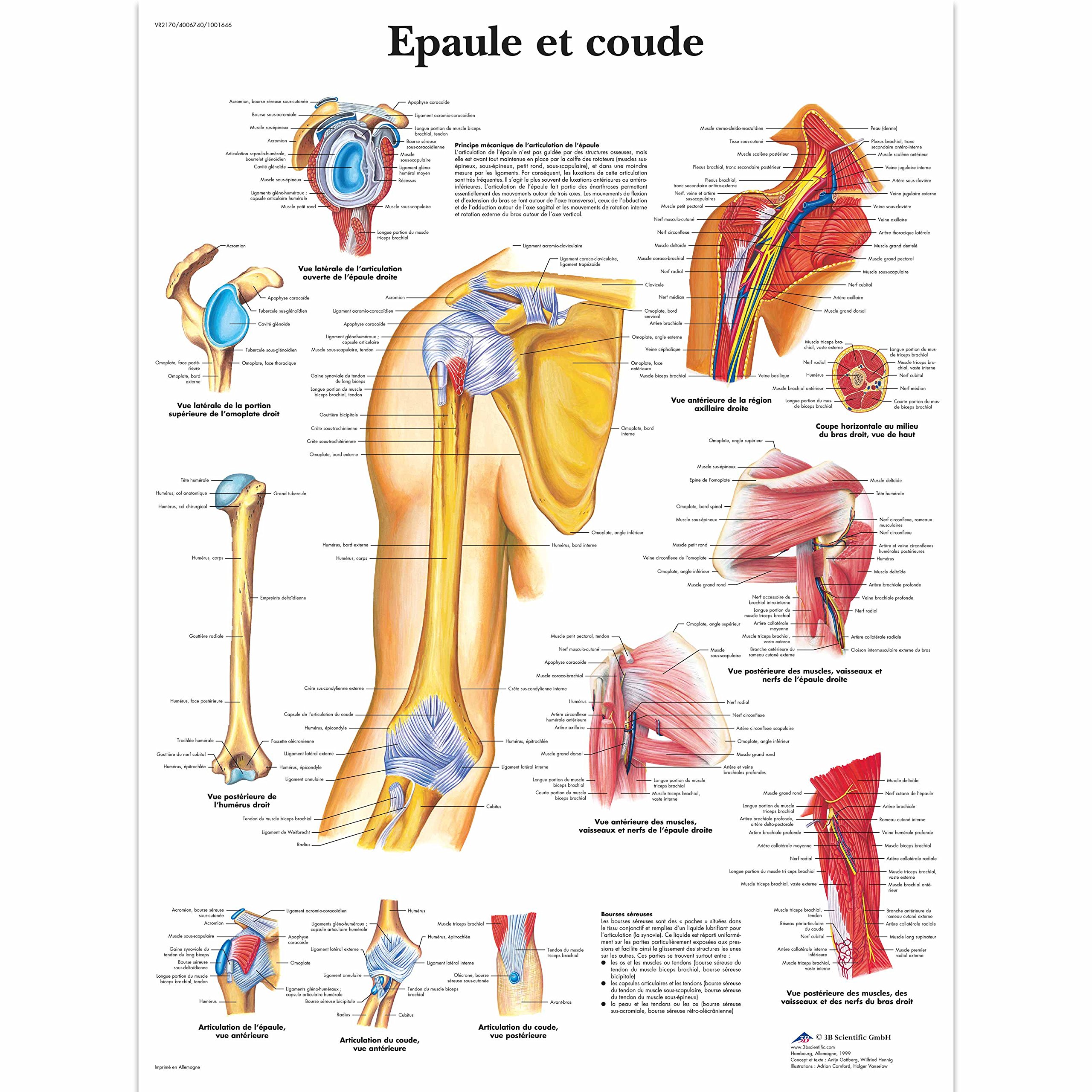 3B Scientific – Laminated Human Vascular System Chart – UV & Dust-Protected Anatomy Poster for Study, Teaching & Clinics