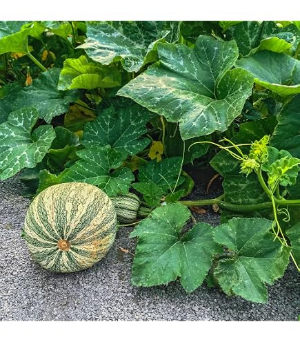 Howden Pumpkin Seeds – Non-GMO Heirloom Vegetable Seeds For Garden