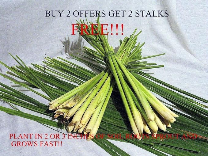 GEOPONICS Farbe 6: Amaryllis Zwiebeln bados -Lilienknollen Hippeastrum Zwiebeln, Multi-Farben, 2 PC/Los