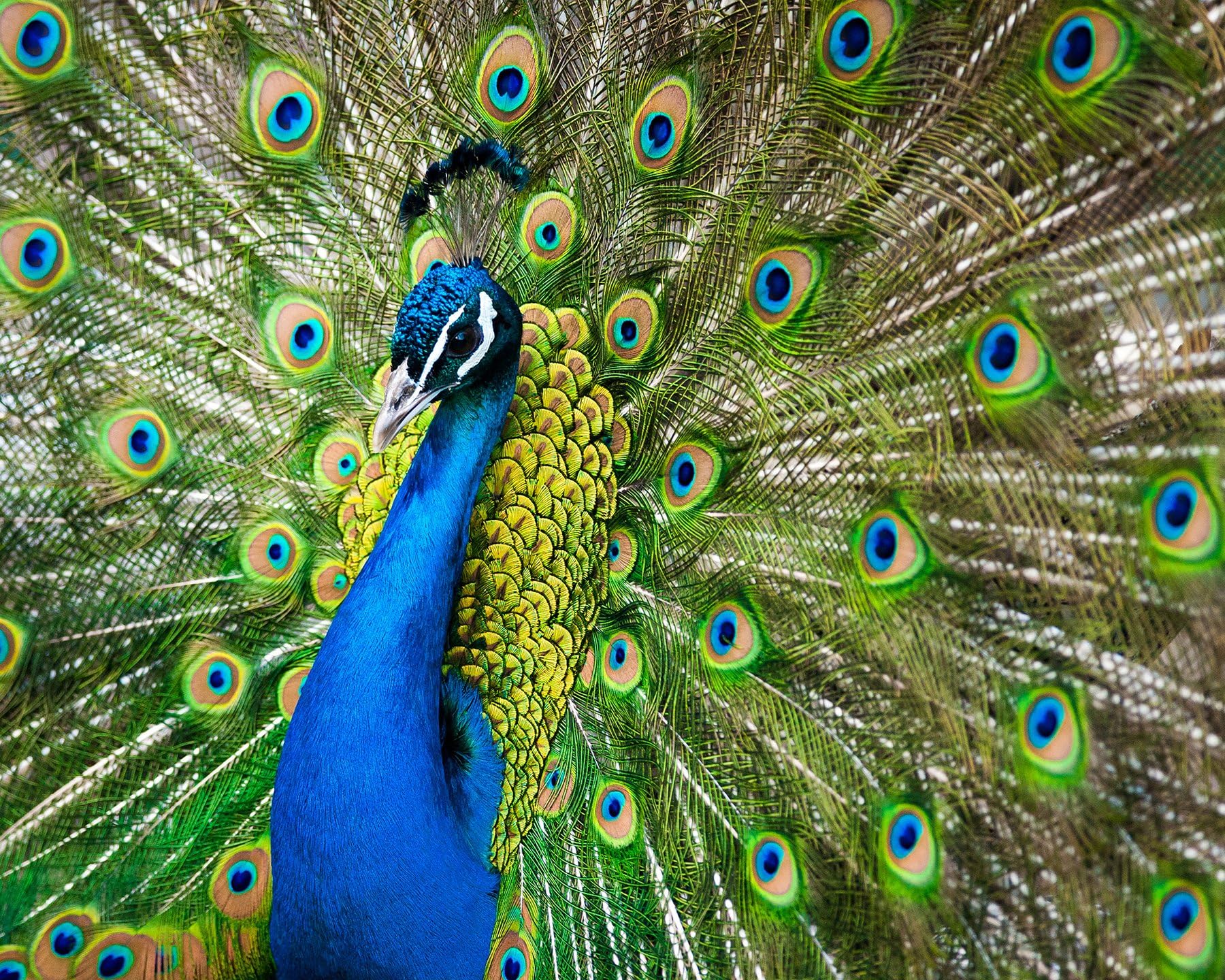 Wall Rogues WR50560 Peacock-Paste The Wall Wallpaper Mural-300cm x 240cm, Green, 3m x 2.4m