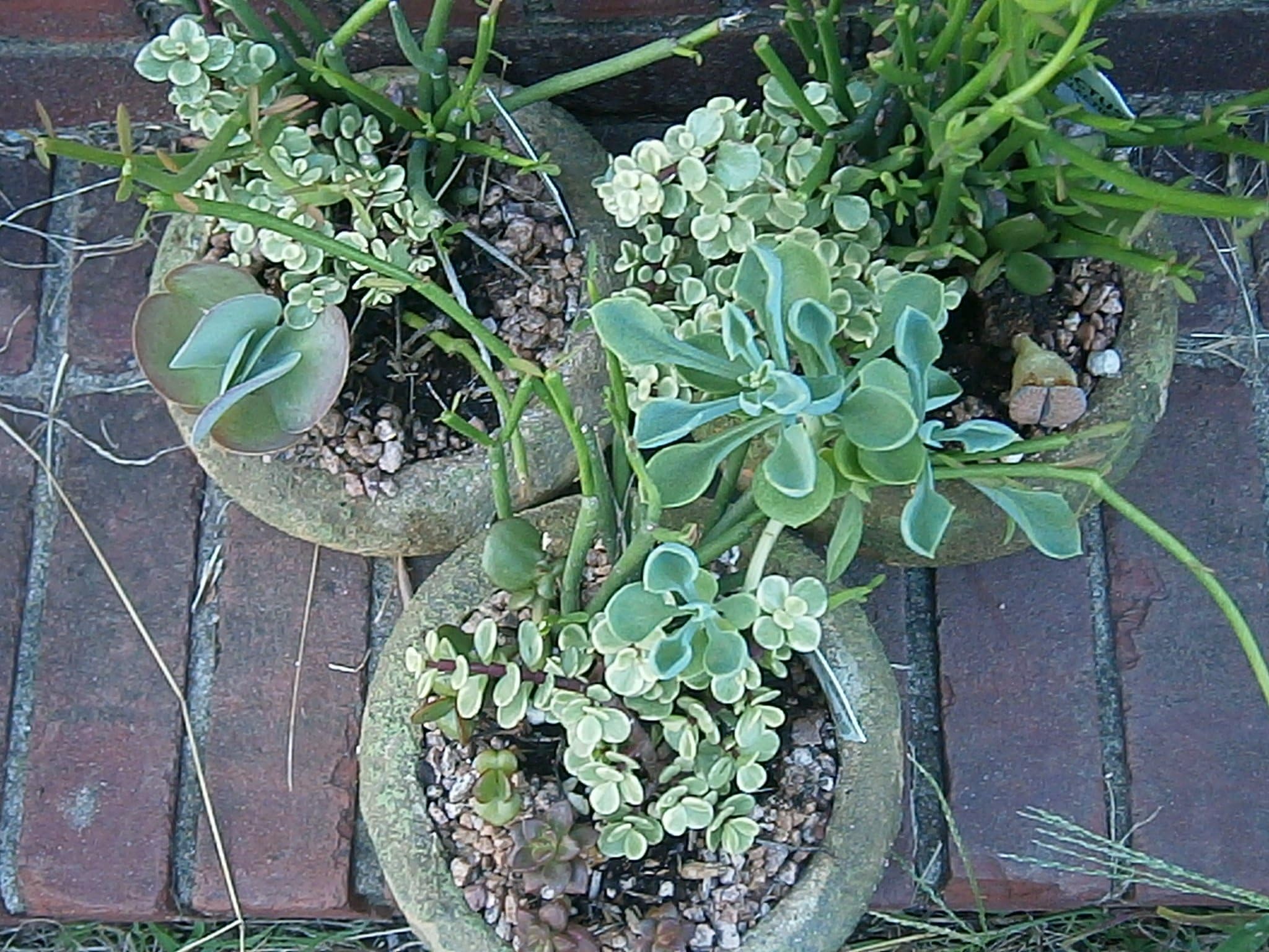 1.7 Pt Aged Stone C & S, Cacti & Succulent Dish Garden, Arrangement Varies, Aged Stone Coating Does Come Off