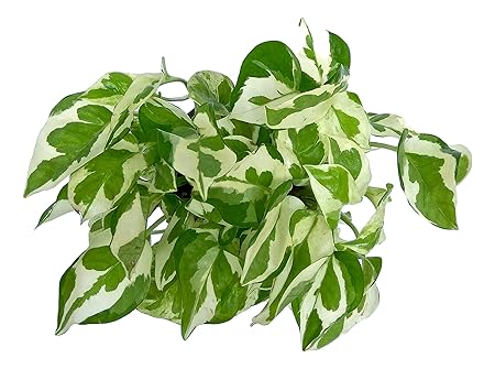 Root Bridges Indoor NJoy Money Plant (Pot included)