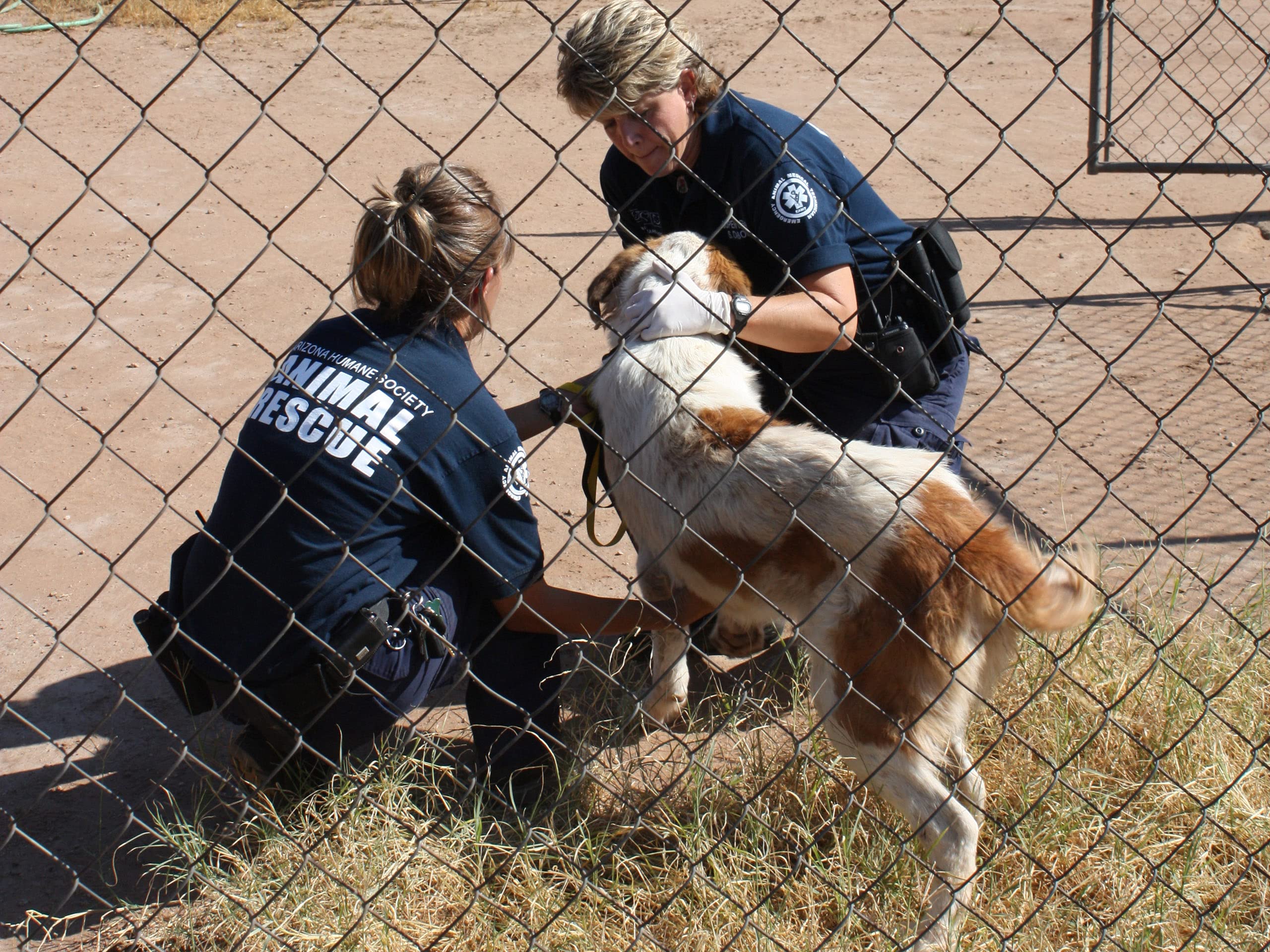 Watch Animal Cops Phoenix Season 1 Prime Video