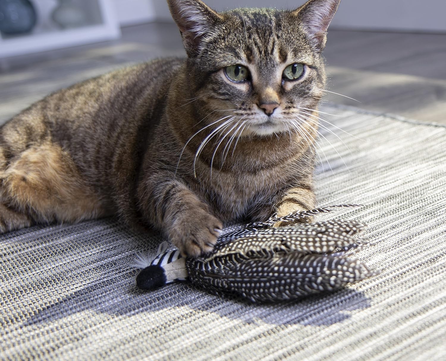 Petlinks HyperNip Catnip Cat Toys : Pet Supplies