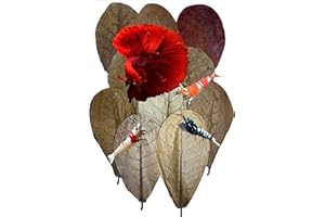 Awesome Aquatic Betta/Shrimp Leaves 10 4"-6" Premium Catappa Indian Almond Leaves Natural Habitat Tannin Producing Improves Immunity Easy to USE (10 Pk Catappa 4-6 in)