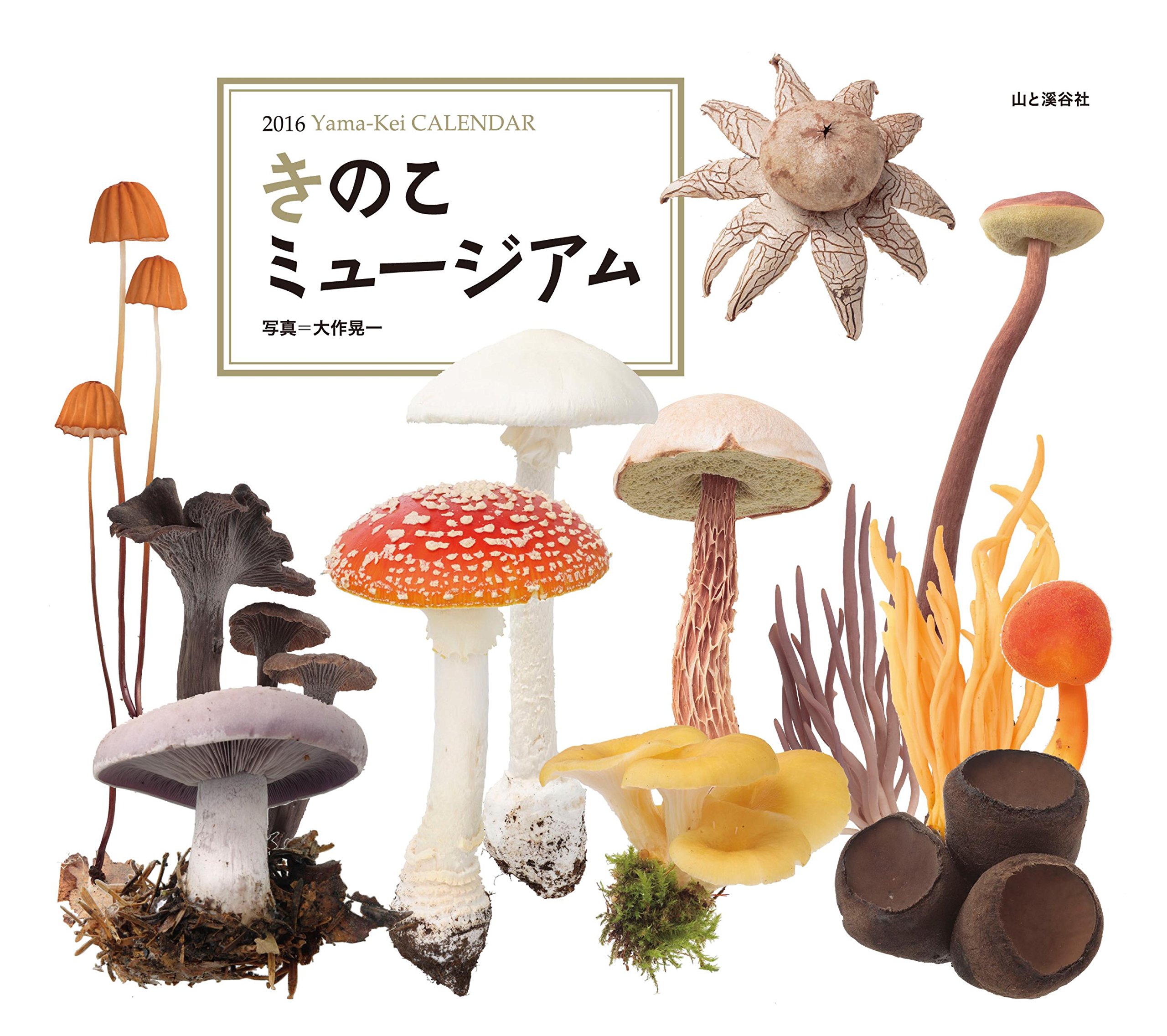 カレンダー16 きのこミュージアム ヤマケイカレンダー16 Amazon Com Books