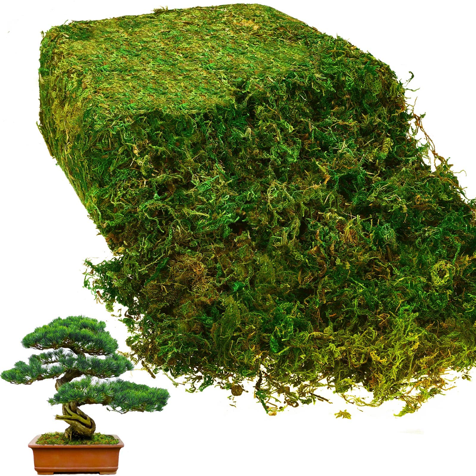 Photo 1 of Giegxin 28oz Natural Green Sheet Preserved Moss Terrarium Green Moss Decor for Plant Crafts Flower Grass Floral for Garden Lawn Crafts Wedding Decor Flower Filler