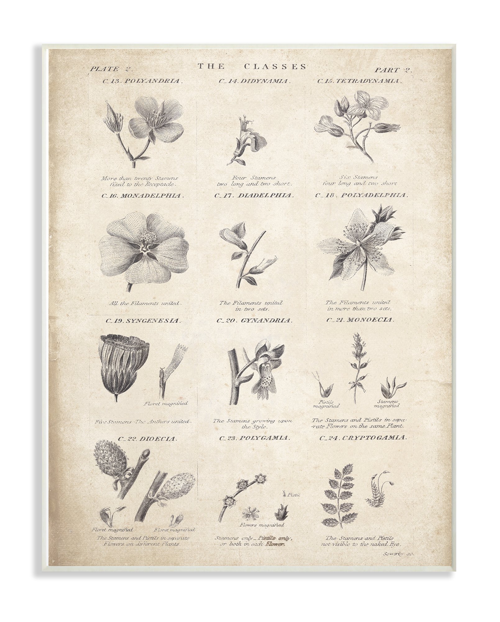 The Stupell Home Decor Collection Conversations on Botany Oversized Wall Plaque Art, Wood, Multi-Colour, 31.75 x 80.64 x 46.99 cm