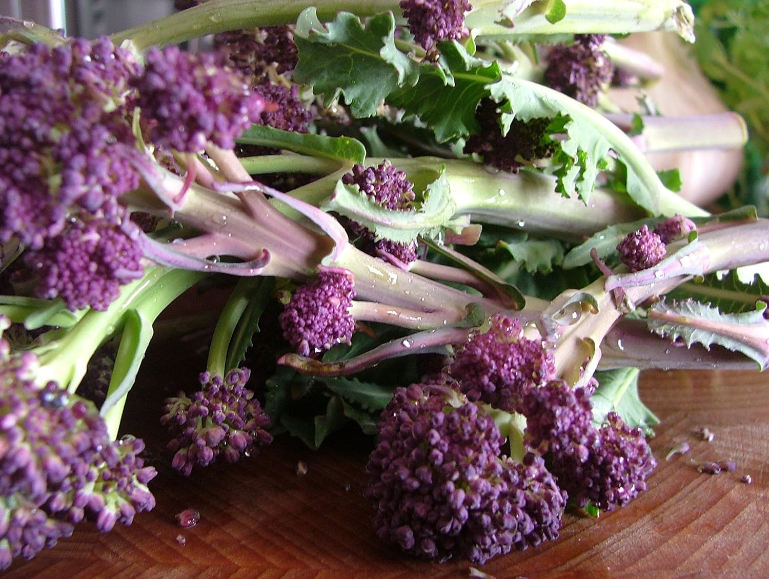 PREMIER SEEDS DIRECT - Broccoli Seeds - Purple Sprouting Early- 5 Grams