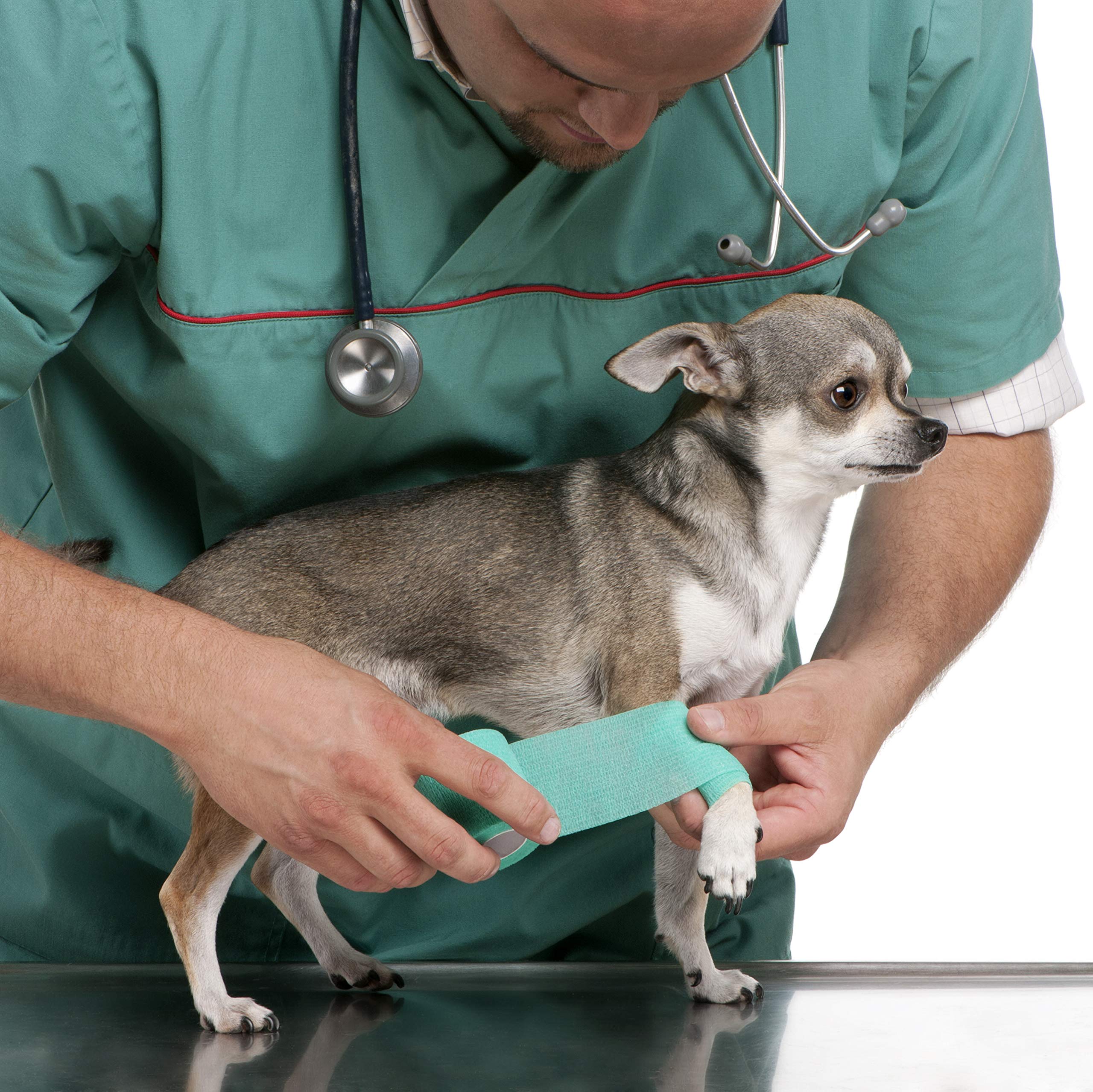 Кастрирование чихуахуа. Кастрация кобеля чихуахуа. Стерилизация чихуахуа. Стерилизация чихуахуа. Стерилизация чихуахуа.