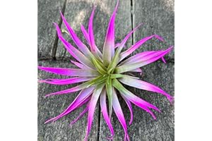 Live Tillandsia Capitata Peach Colorful Air Plant 6-8 inch Enhanced Color Highlighted Grows a Huge 14 inches Easy Care Indoor Outdoor Home Decor Gift Airplant Awesome Industries (Pink Highlight)