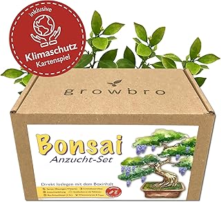 Bonsai – growbro - Wisteria Anzuchtset inkl. Klima-Karten, Züchte deinen eigenen Bonsai-Bro, Geschenke für Frauen und Männer, Bonsai Starter Kit inkl. Samen, Sprühflasche, uvm.