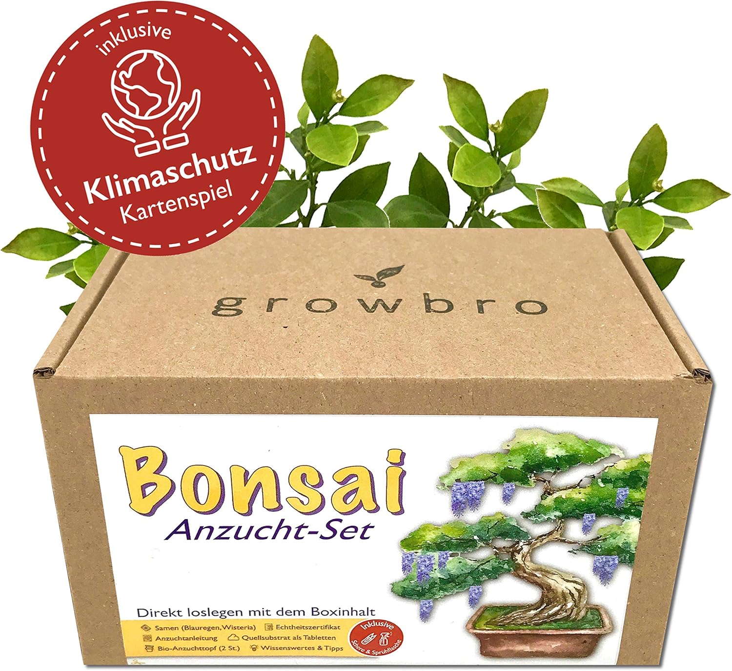 Bonsai – growbro - Wisteria Anzuchtset inkl. Klima-Karten, Züchte deinen eigenen Bonsai-Bro, Geschenke für Frauen und Männer, Bonsai Starter Kit inkl. Samen, Sprühflasche, uvm.