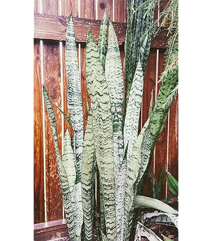 Amazon.com: Snake Plant,with moss- Mother-In-Law's Tongue - Sanseveria -6"  Pot /unique-from jmbamboo : Patio, Lawn & Garden