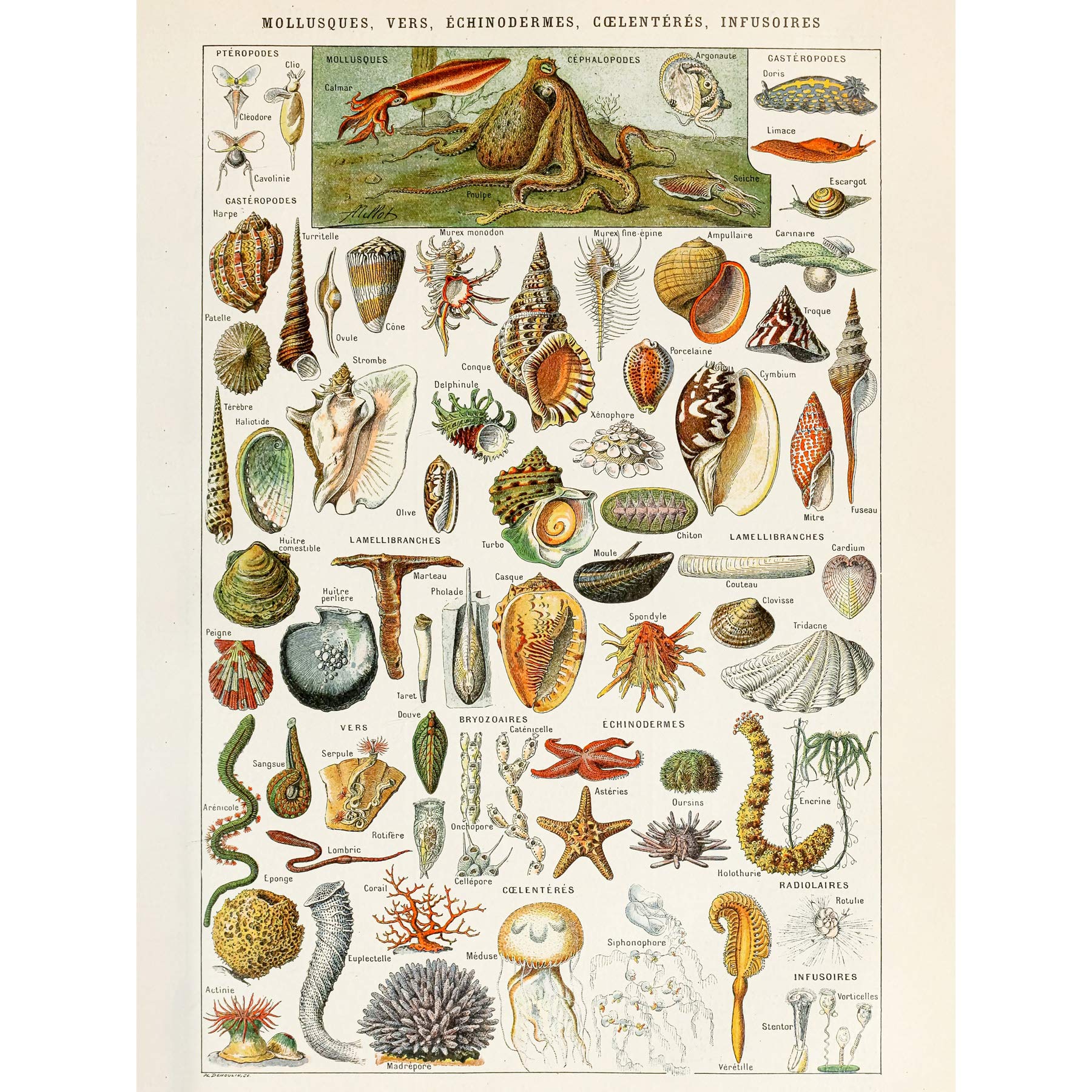 Artery8 Millot Encyclopedia Page Shells Molluscs Large Wall Art Poster Print Thick Paper 18X24 Inch