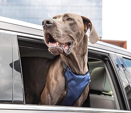 amazon dog car harness