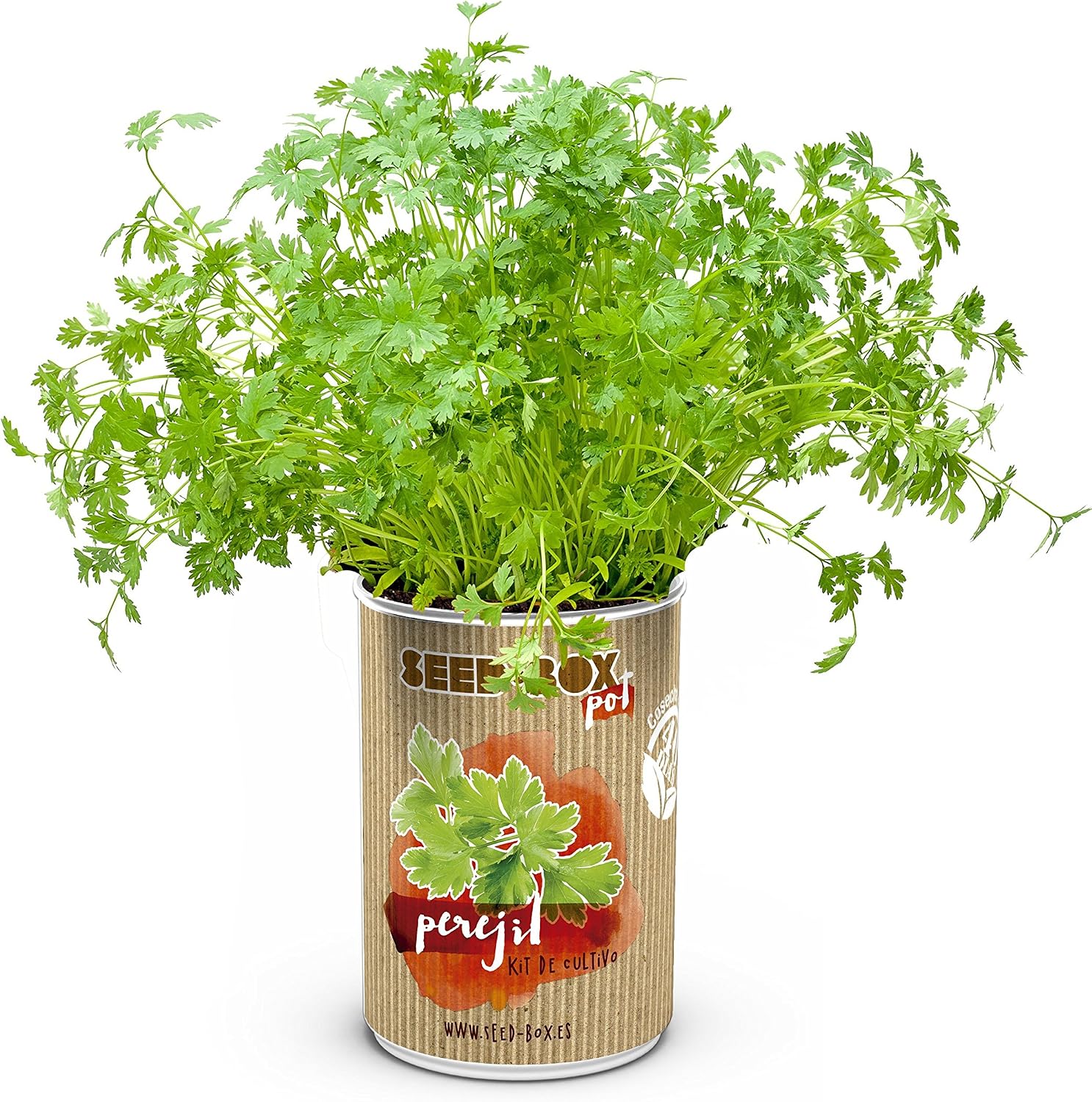 SeedBox SBLPE-Lata de Cultivo, perejil, Verde, 12x25x8 cm: Amazon ...