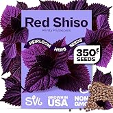 SVI 350 Red Shiso Seeds (Perilla frutescens) &ndash; Japanese Shiso Purple Perilla Seed Packets, Aromatic Leaves &ndash; Japanese Heirloom Herb Seeds for Outdoor &amp; Indoor Herb Garden