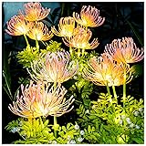 DooYard Solar Garden Lights, Solar Flowers Lights