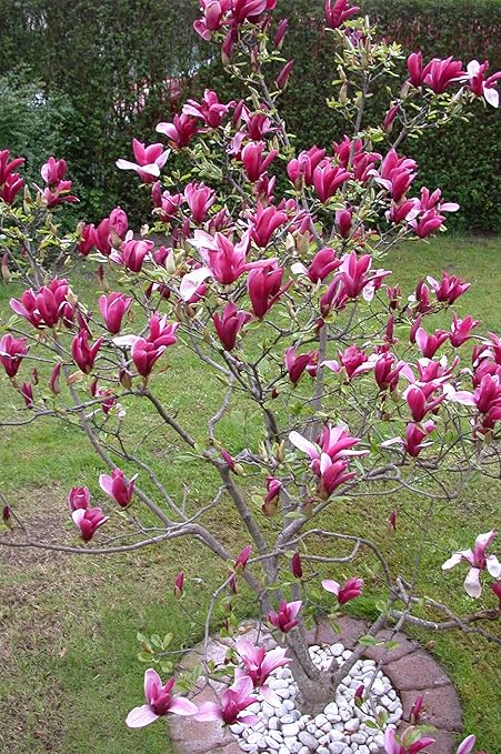Rote Tulpen-Magnolie, Höhe: 150-160 cm, Magnolia Susan + Dünger: Amazon