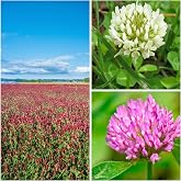 Mountain Valley Seed Co Clover Trio Seed Blend &ndash; Premium 1 Lb 179,200 Seeds | Red, White &amp; Crimson Clover &ndash; Cover Crop &amp; Soil Enrichment Mix