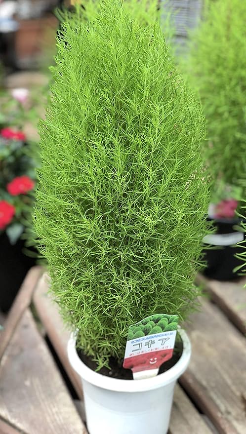 Amazon Puriza ほうき草 コキア 6寸プラスチック鉢 グリーン 観葉植物 観葉植物 オンライン通販