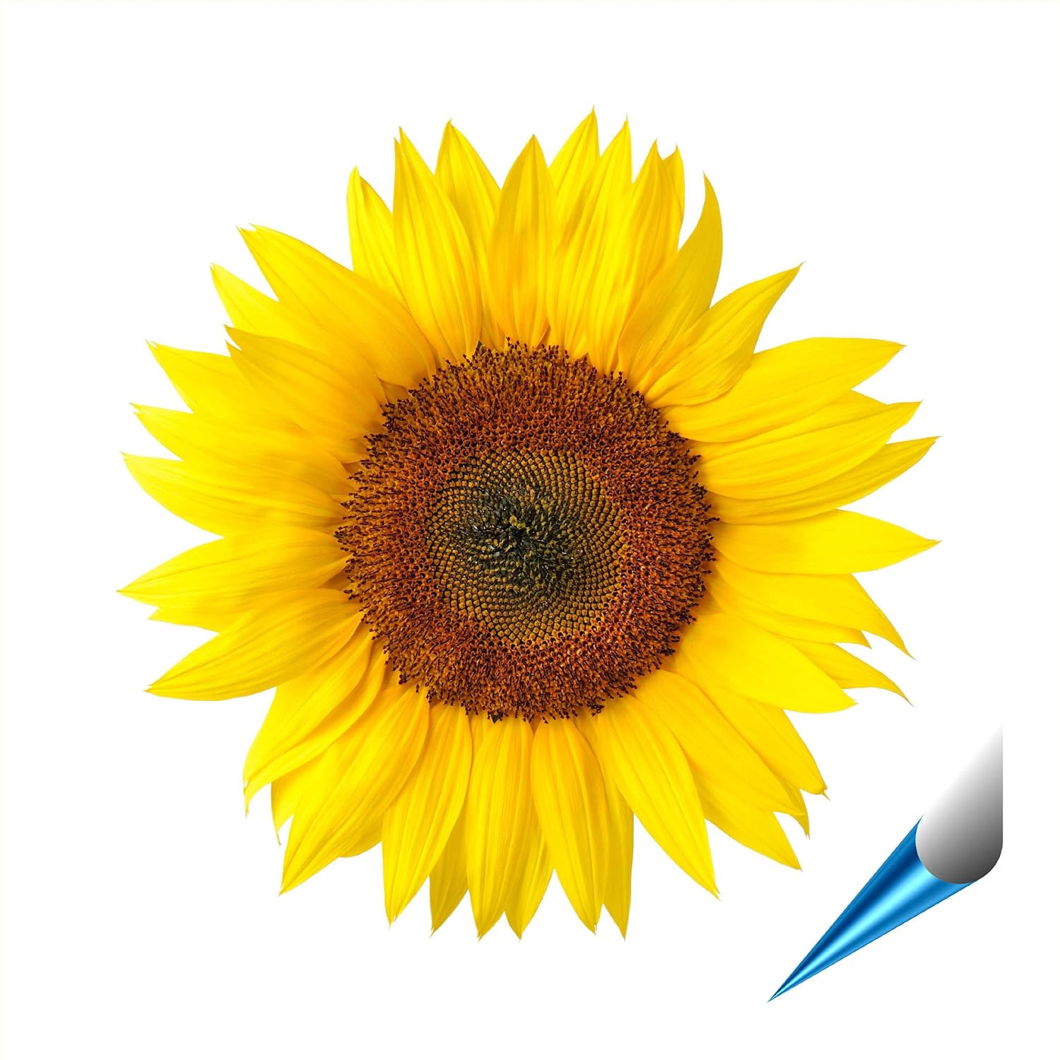 Fliesenaufkleber für Bad und Küche - 15x20 cm (BxH) - Motiv Sonnenblume