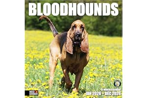 RED EMBER Bloodhounds 2026 Wall Calendar 12 Month | 12" x 24" Open | Thick & Sturdy Paper | Giftable | Calendar 2026