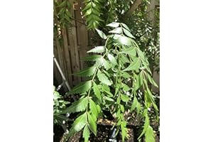 GOODLUCK GANESHA Fresh Neem Leaves, Margosa or Azadirachta Indica (150)