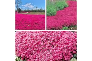 Dichmag 16000+ Red Creeping Thyme Lawn for Planting - Heirloom Non-GMO Seeds