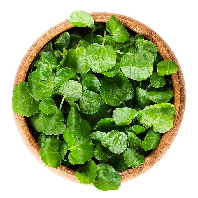 Watercress Herb Seeds Cress Plants Garden & Outdoor