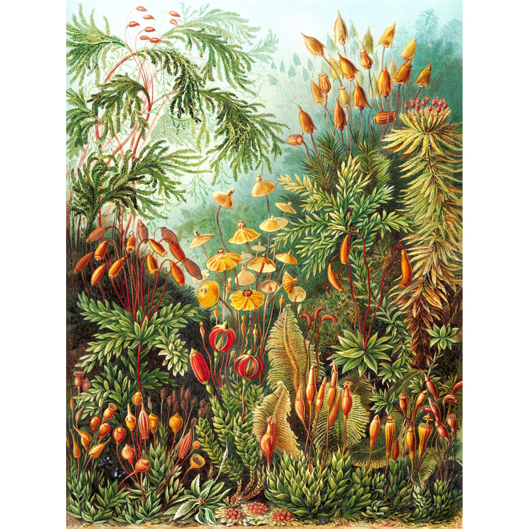 Wee Blue Coo 72nd Plate Ernst Haeckel Kunstformen Der Natur Muscinae Canvas Print