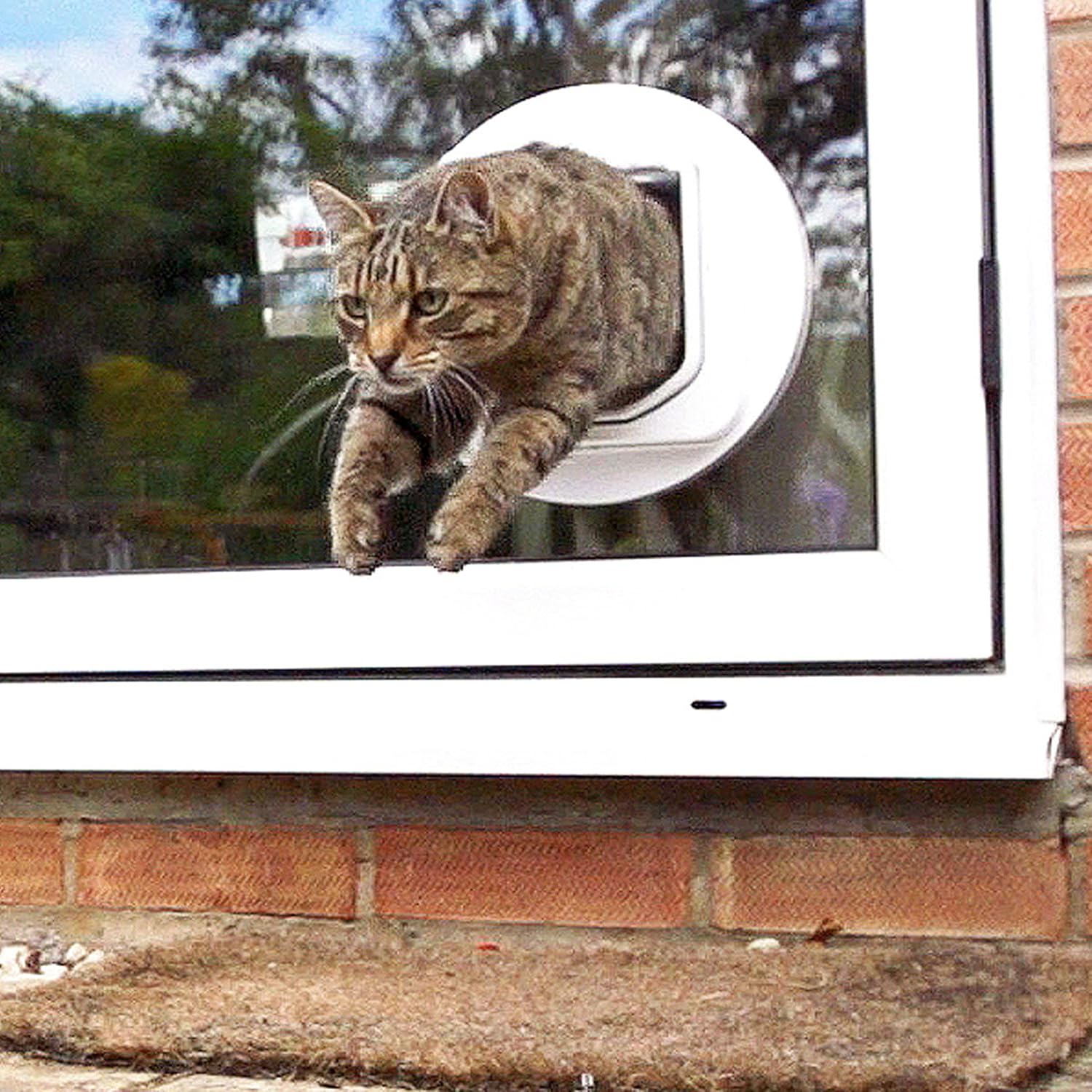 amazon cat flap microchip