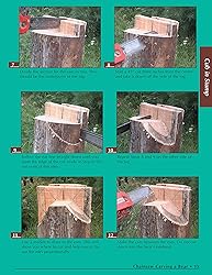 Chainsaw Carving a Bear: A Complete Step-By-Step