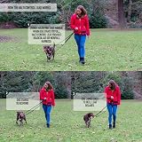 Halti Control Lead - Double Clip Dog Lead with 2 Handles Large 2m Black view 6
