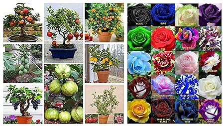 Creative Farmer Fruit Seeds Mega Combo (Apple, Orange, Lemon, Guava, Cherry, Grapes, Papaya, Pomegranate & Mixed Rare Colour Rose Flower Seeds - Pack of 20 Seeds Combo