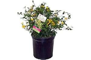 GREEN PROMISE FARMS Kerria japonica 'Golden Guinea' (Japanese Kerria) Shrub, yellow flowers, #2 - Size Container