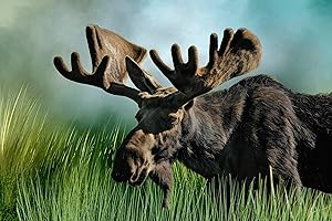 GENERIC Bull Moose in Velvet Quilt Panel - ANW-031 - Size 22.5" x 15.75", Quality Quilting Cotton, Digitally Printed