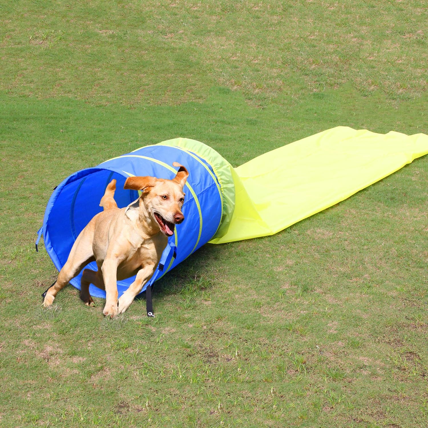 PET PRIME Dog Agility Equipment Open Tunnel Dog Tunnel Play Tunnels for Training Small & Medium