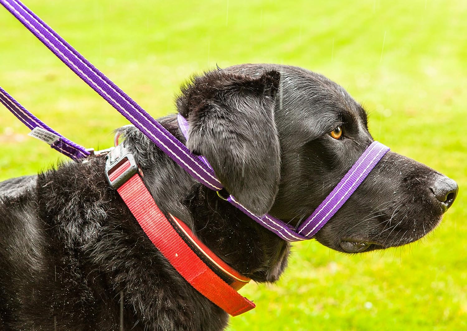 Gencon, Clip-to-Collar Dog Headcollar and Lead, Trainer Approved, One Size Dog Training & Behaviour Aid - Image 4